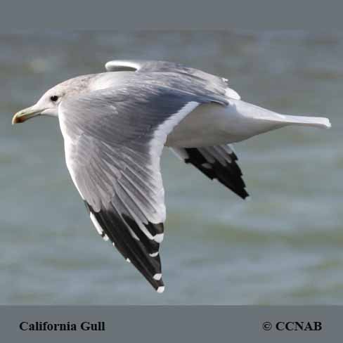 Birds of North America