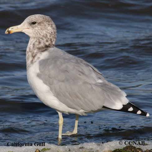 Birds of North America