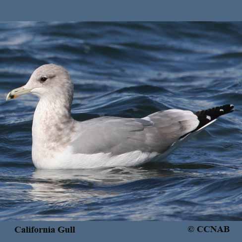 Birds of North America