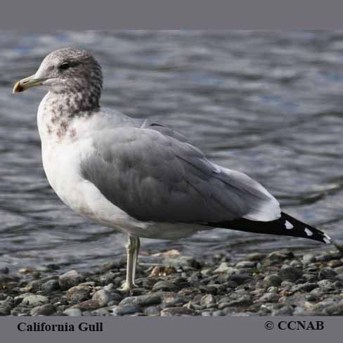 Birds of North America