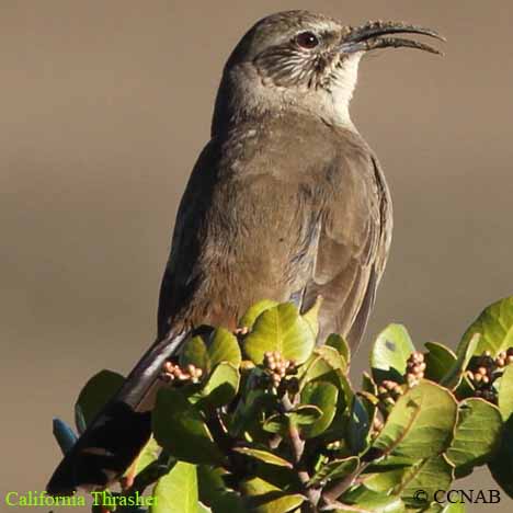 Birds of North America
