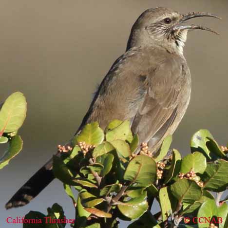 Birds of North America