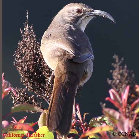 Birds of North America