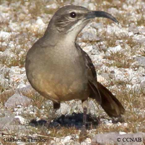 Birds of North America
