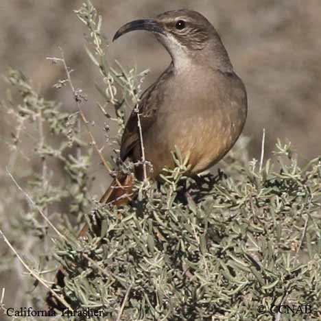 California Thrasher