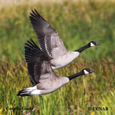 Birds of North America