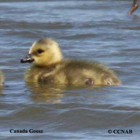 Birds of North America