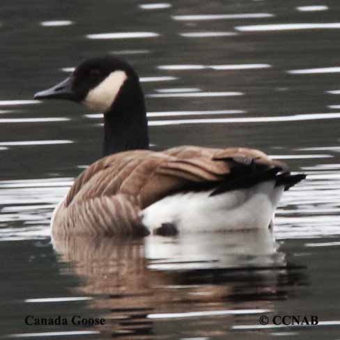 Birds of North America
