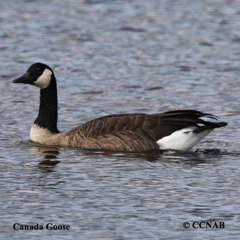 Birds of North America