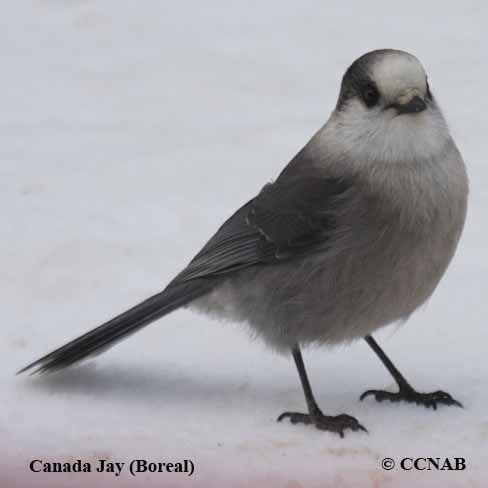 Birds of North America