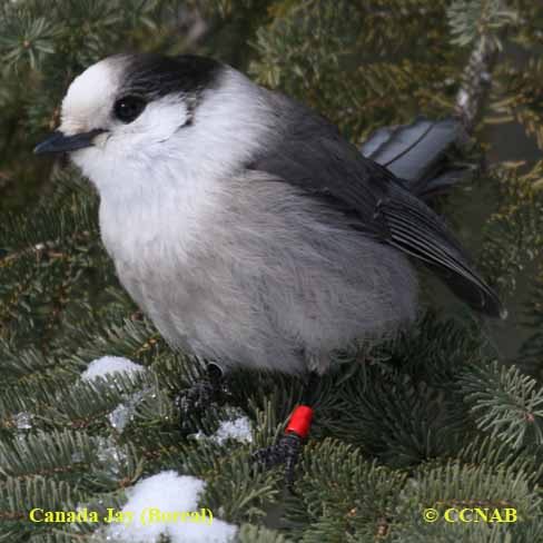 North American Jays