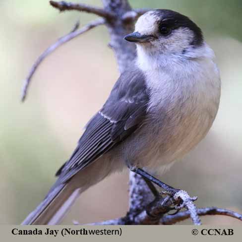 Birds of North America