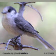 Canada Jay (Northwestern) songs and calls