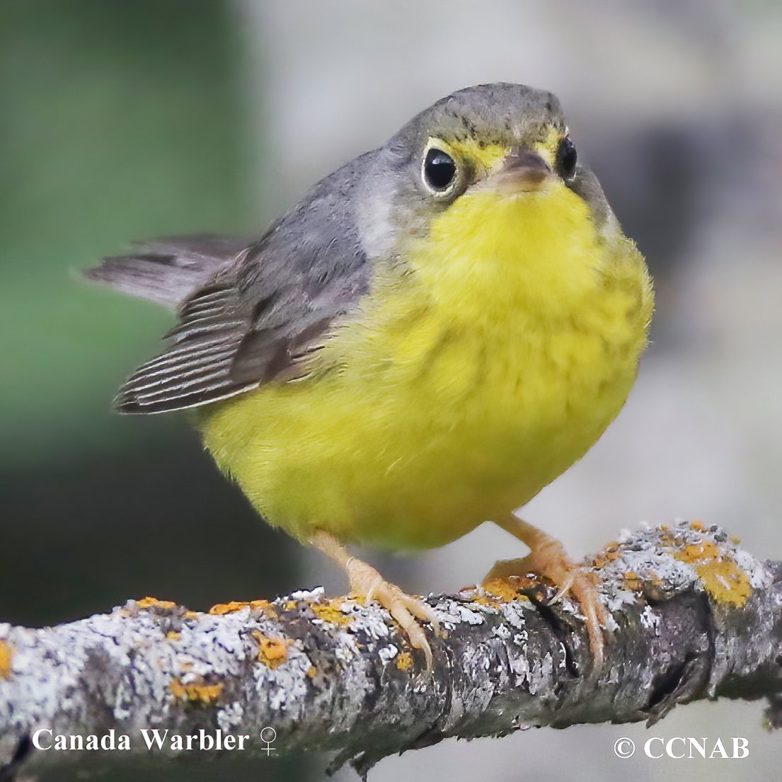 Birds of North America
