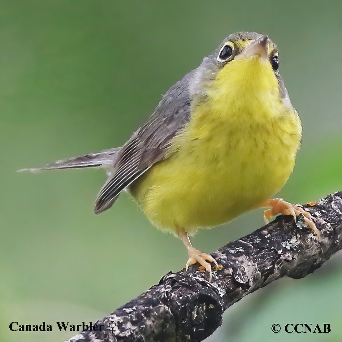 Birds of North America