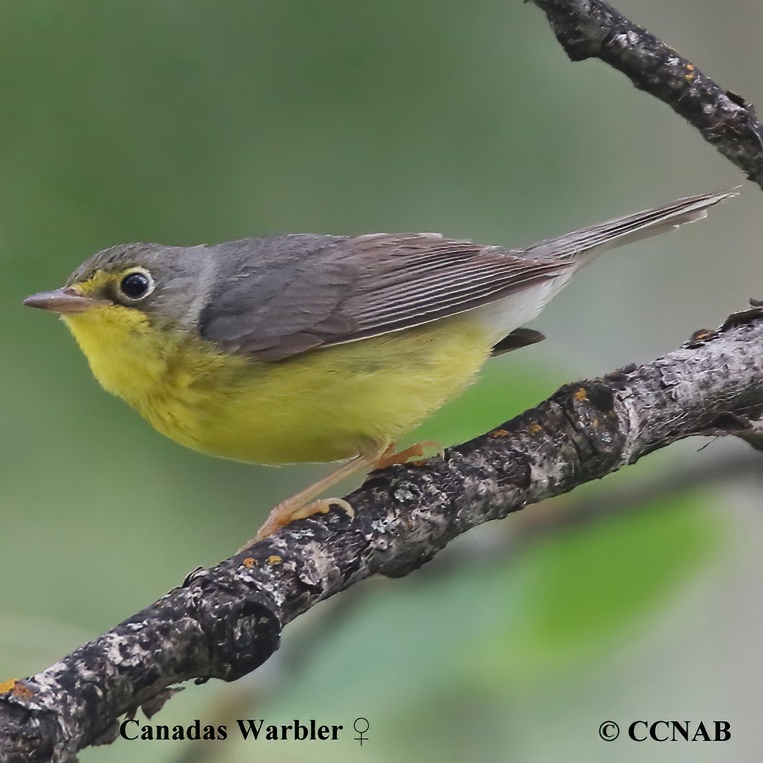 Birds of North America