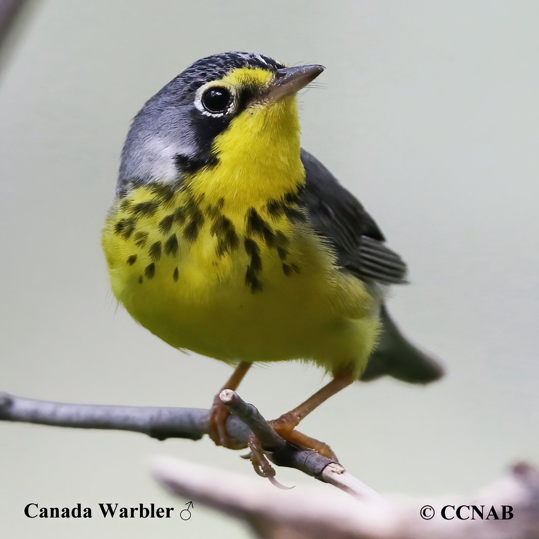 Birds of North America