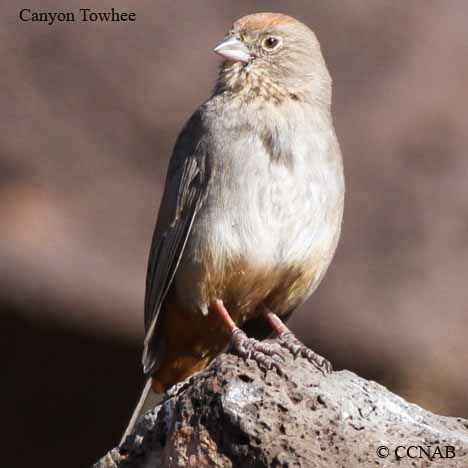 North American Towhees