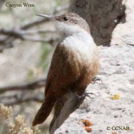 North American Birds