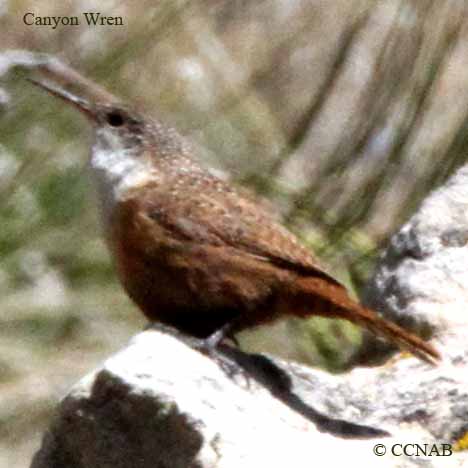 North American Wrens