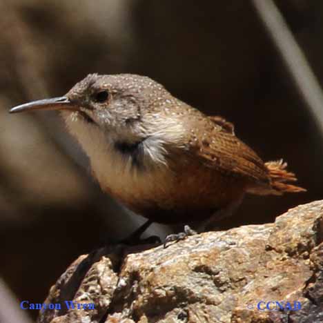 Canyon Wren