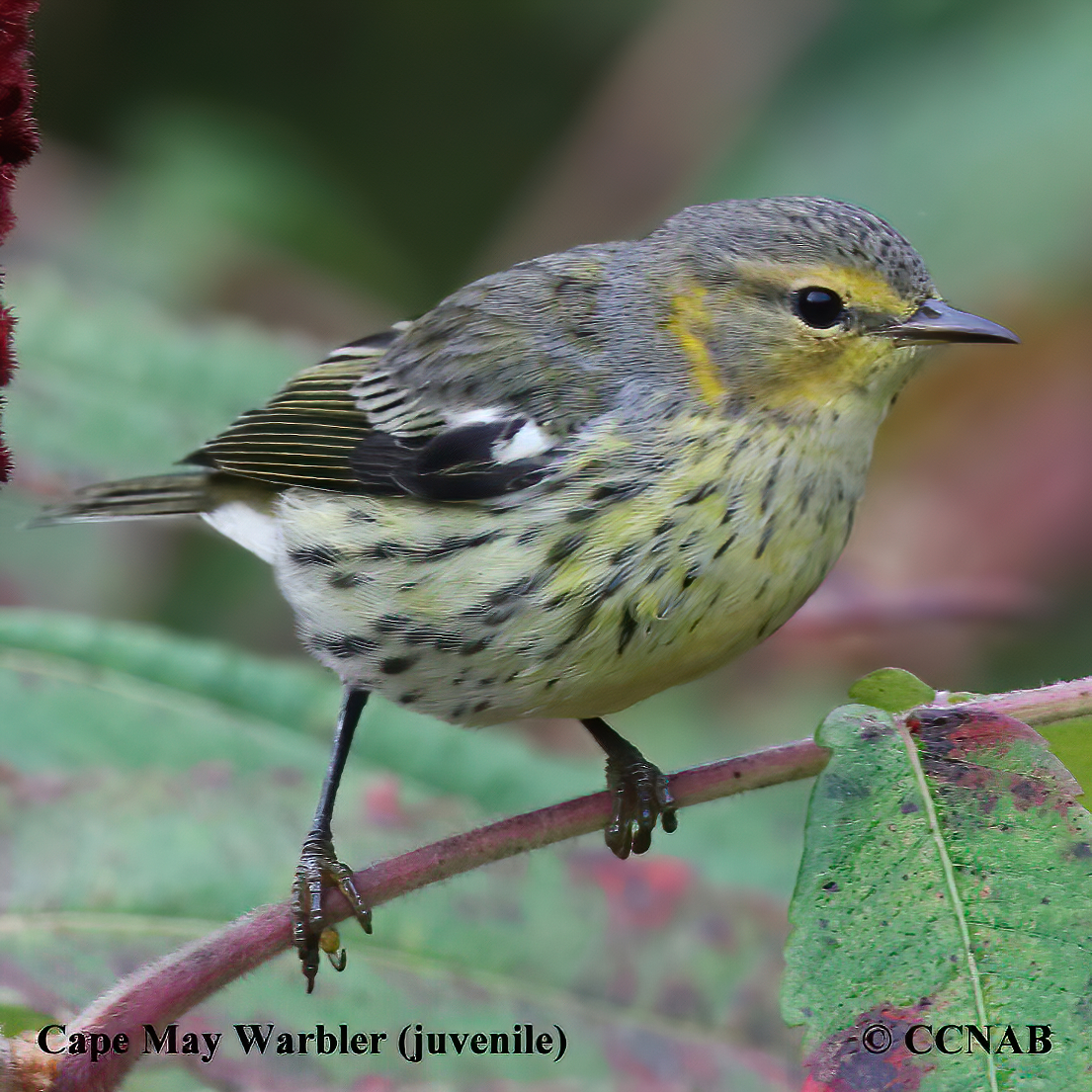 Birds of North America