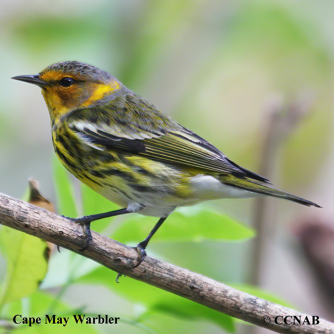 Cape May Warbler 