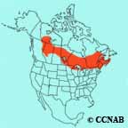 Cape May Warbler range map