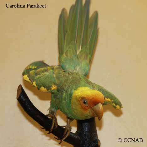 Birds of North America