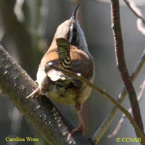 Birds of North America