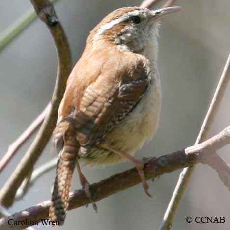 Birds of North America