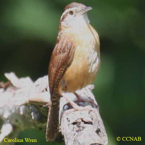 Birds of North America