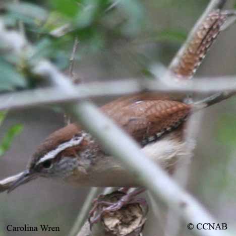Carolina Wren