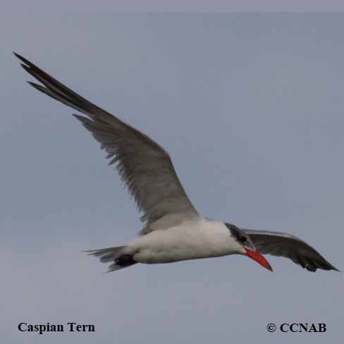 Birds of North America
