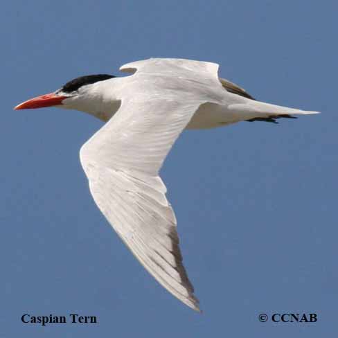 Birds of North America