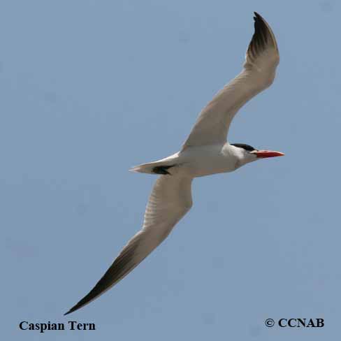 Birds of North America