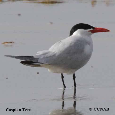 Birds of North America