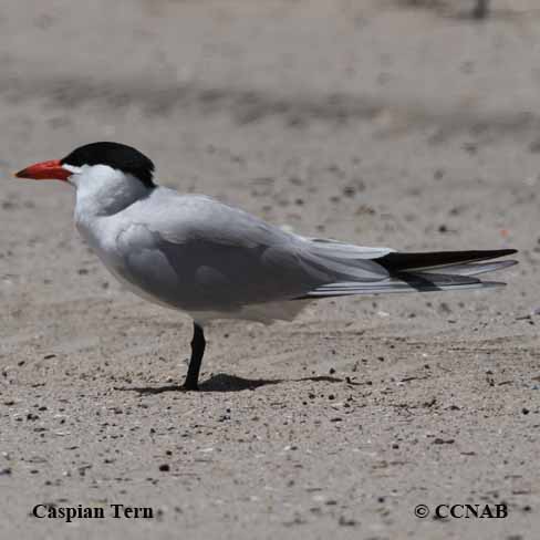 Birds of North America