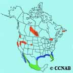 Caspian Tern range map