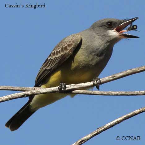 North American Kingbirds