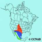 Cassin's Sparrow range map