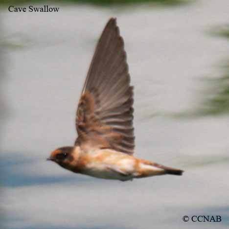 North American Birds
