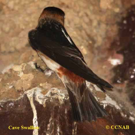 North American Birds