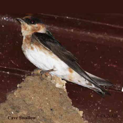North American Birds