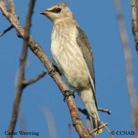 Birds of North America