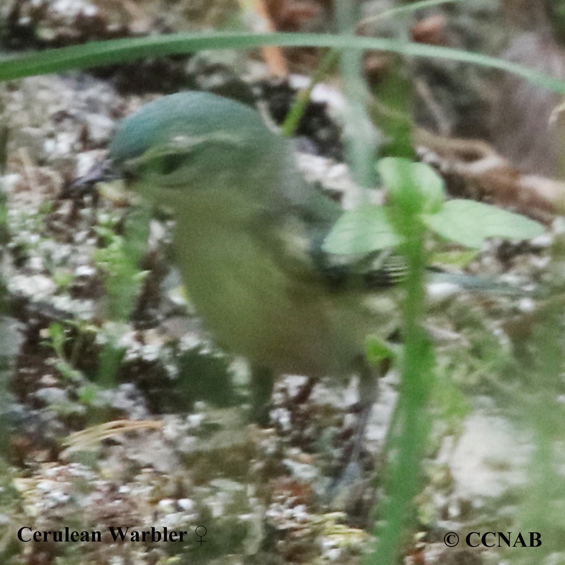 Birds of North America