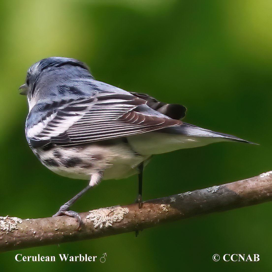 Birds of North America