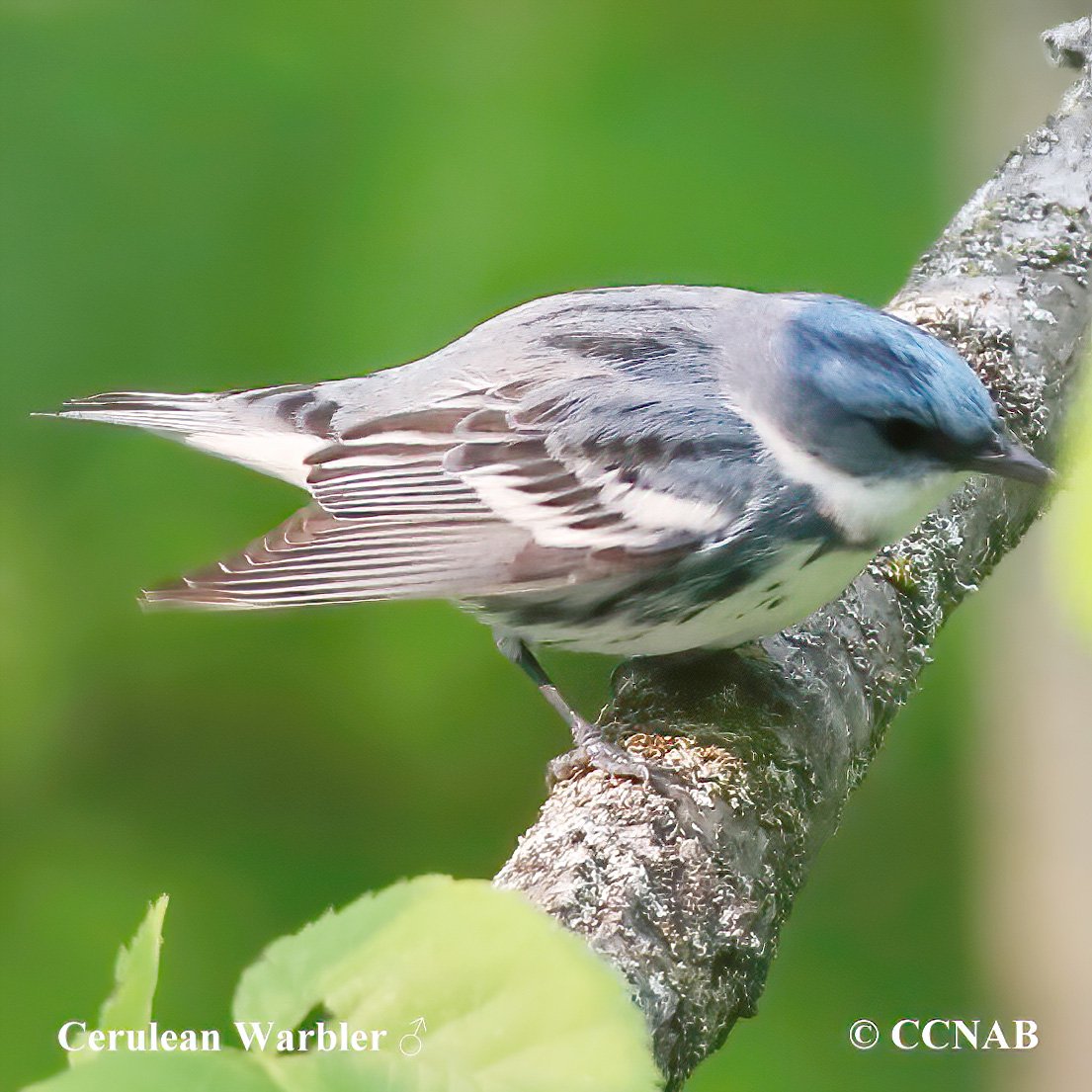 Birds of North America