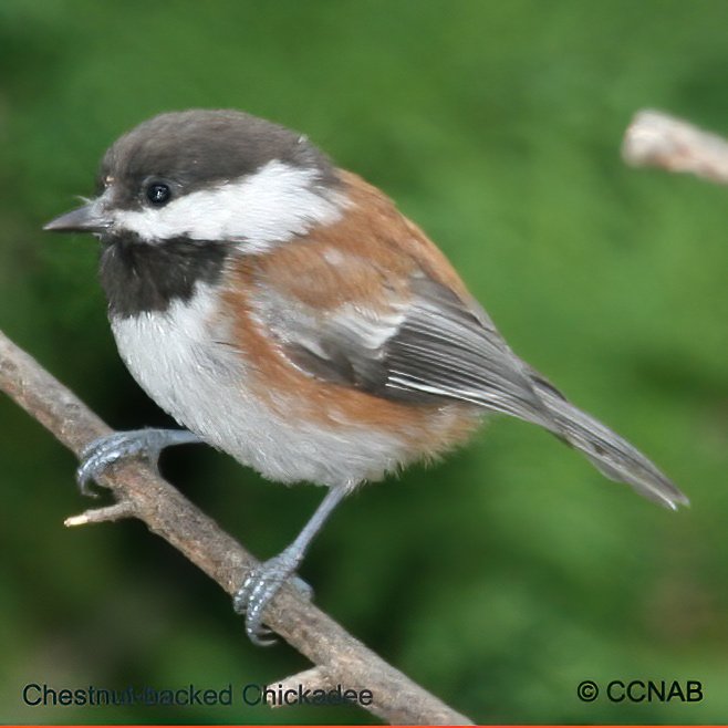 Birds of North America