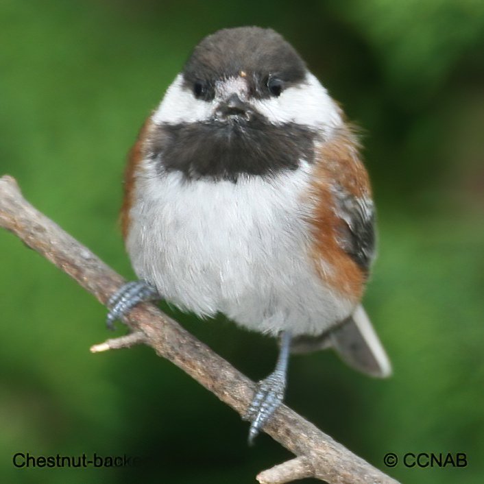 Birds of North America